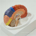 Custom top quality Wholesale ISO Deluxe Anatomical Brain model